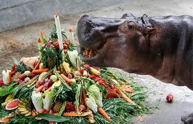 hippo veggies